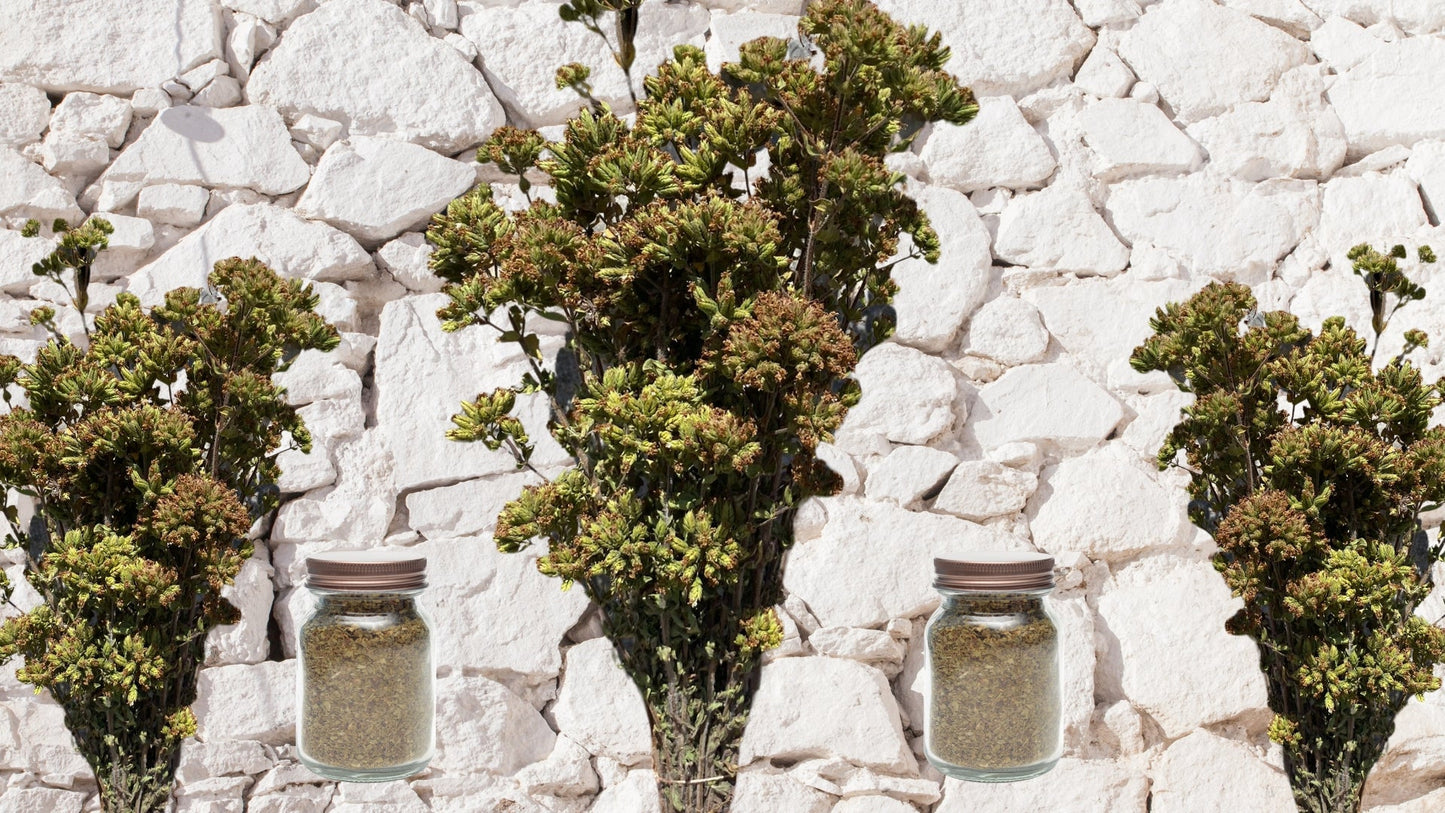 Origano dell’Alta MurgiaAlimentariAgriOM